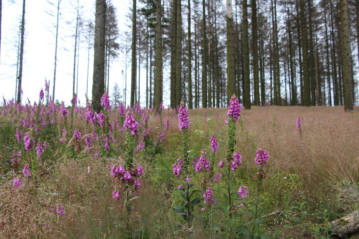 Wandern auf ostwestfälisch - Dagmar Macêdo