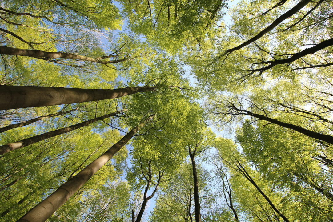 Wandern auf ostwestfälisch - Dagmar Macêdo